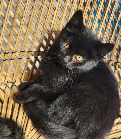 Chaton femelle noir