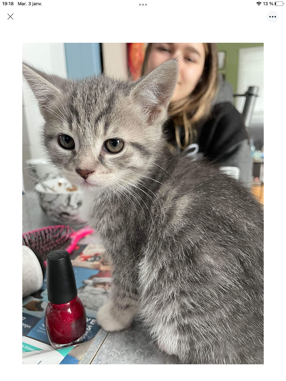 Chaton de 3 mois femelle Ferme La Petite Berg