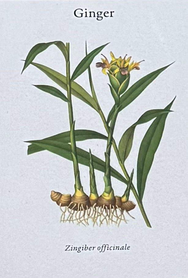 Medicinal Plants - Health Benefits of Ginger