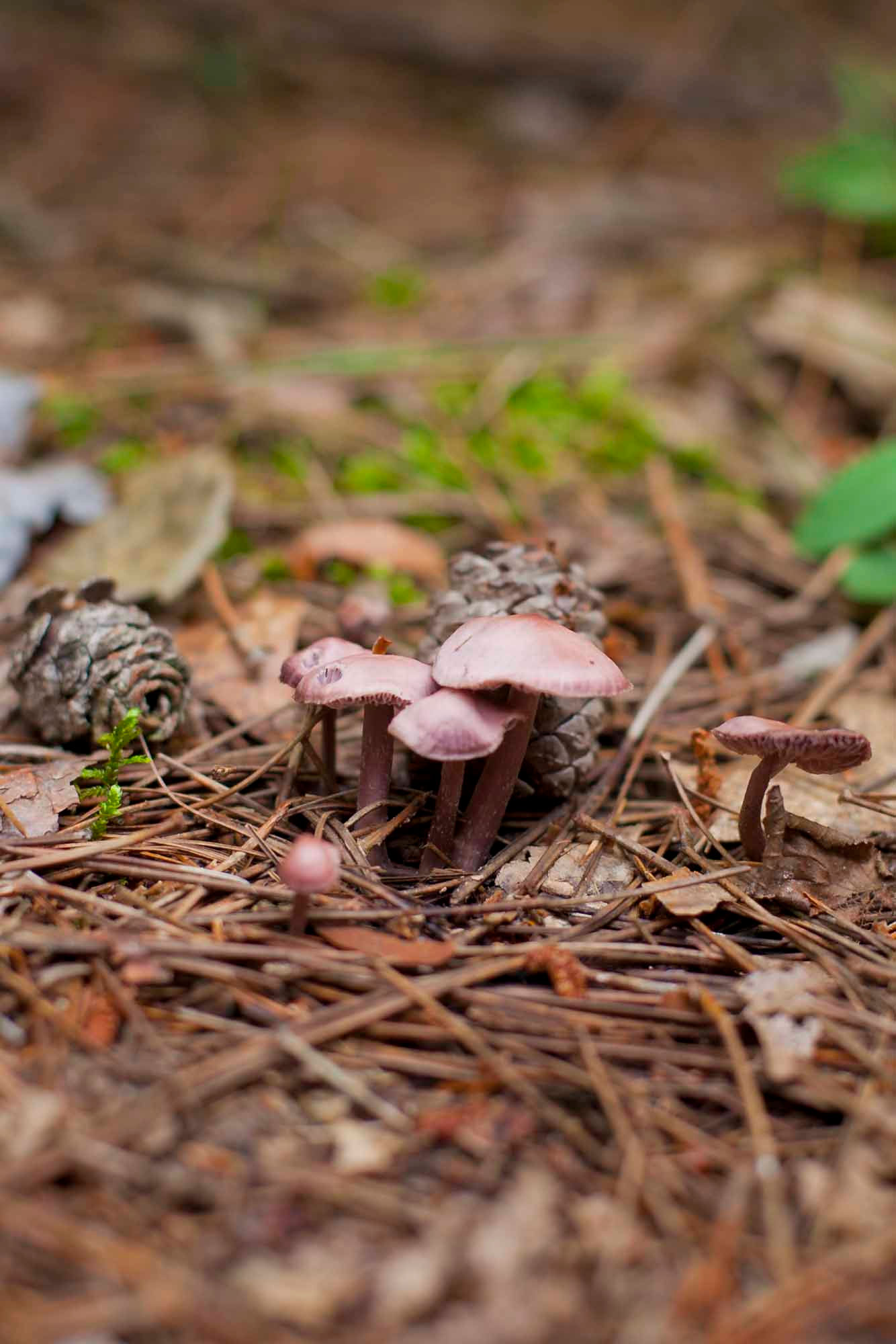 Mushroom Teas, Broths and Textures | Barbara Ching