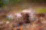 mycelium_mysteries18_170 copy.jpg