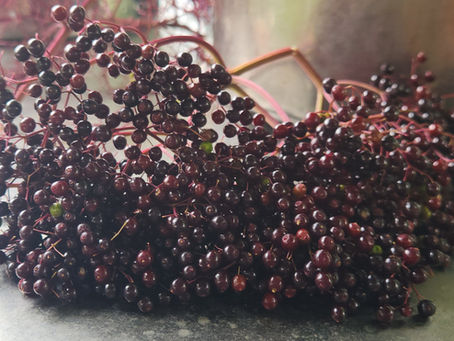 Elderberry Medicine Making