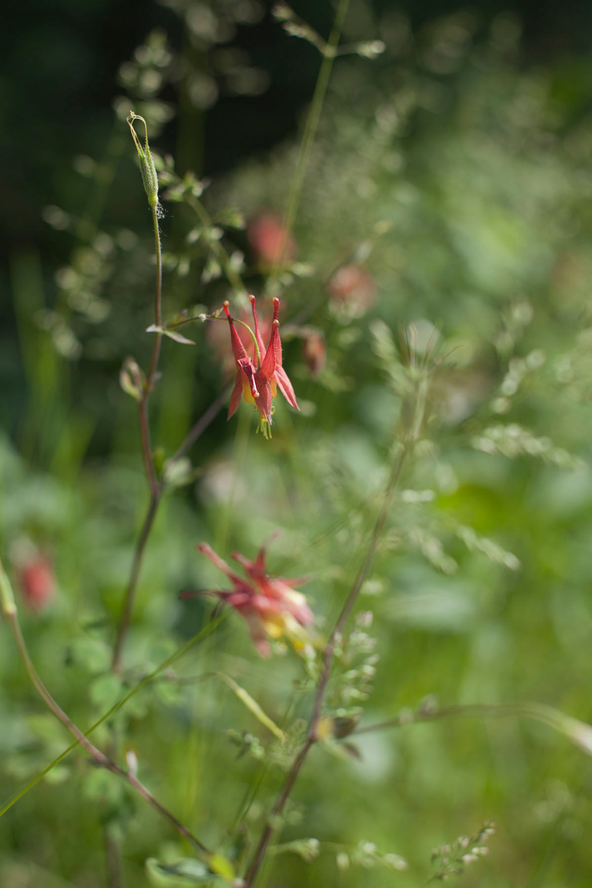 Unveiling the Mystery of Medicinal Mushrooms | Gina Rivers Contla