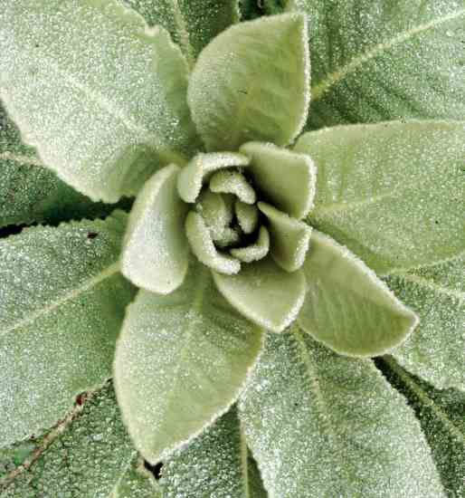Mullein Leaf Vebascum thapsus (Organic)