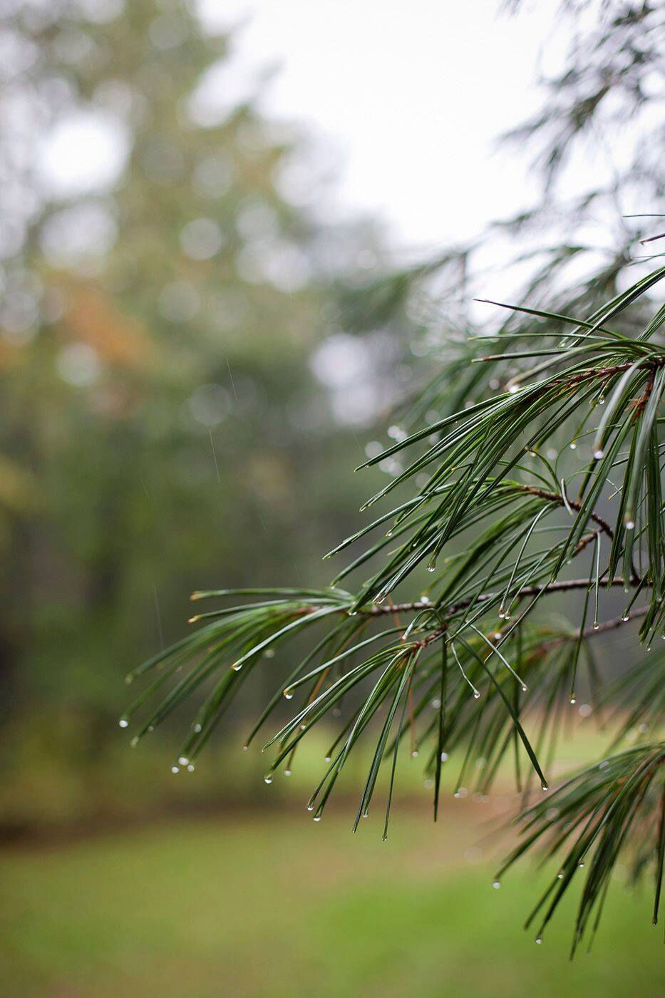 Autumn in the Herb Garden: Honoring the Changing Seasons | Rebekah Dawn