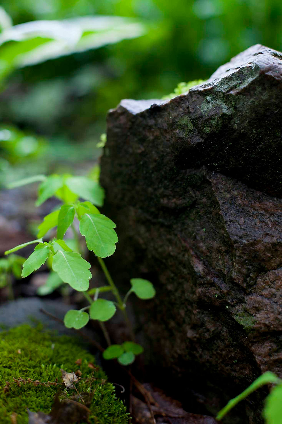 Plant Identification | Patricia Armstrong