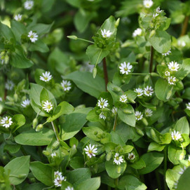 Chickweed.jpeg