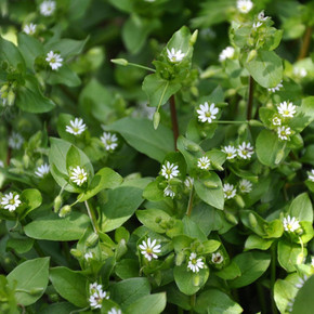 Chickweed.jpeg