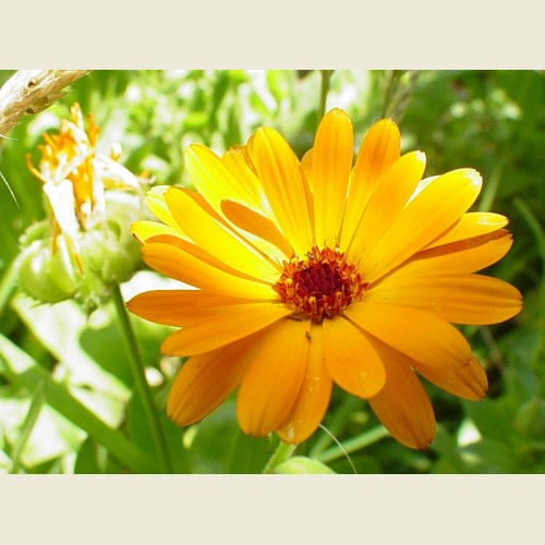 Green Wisdom: Embodying Plant Medicine