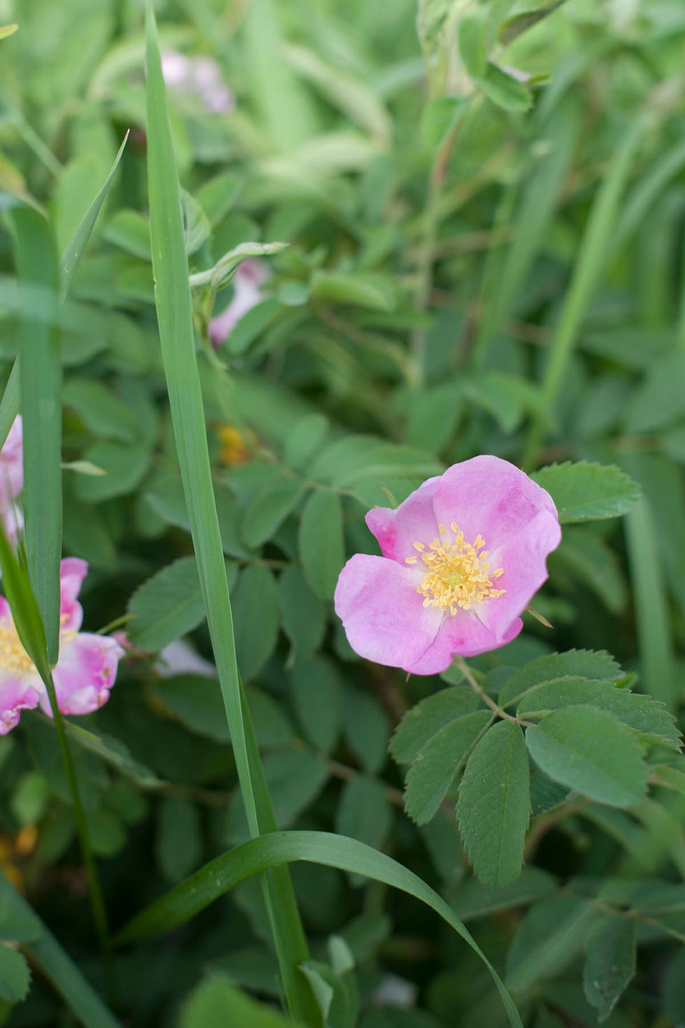 Plant Deva Playshop | Susun Weed