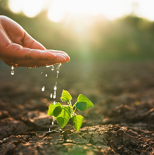 Hand is pouring water on a small plant