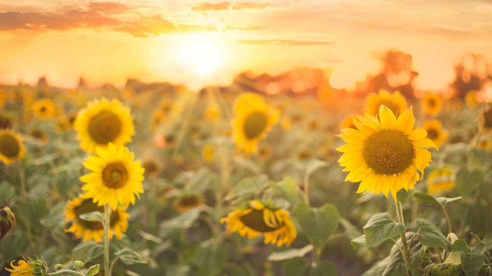 The Inspired Sunflower.zip - 5.png