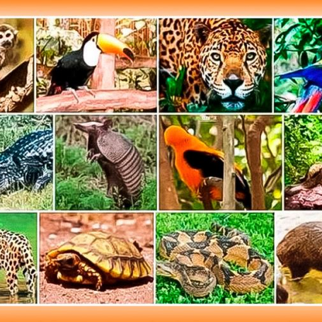Nuestro Perú, tiene infinidad de fauna, te invitamos a conocer los animales más representativos.