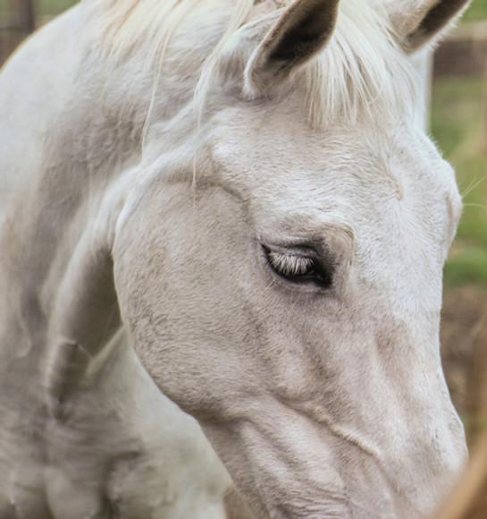 Woman engaging with horse in an immersive leadership presence experience at River Haven Farm