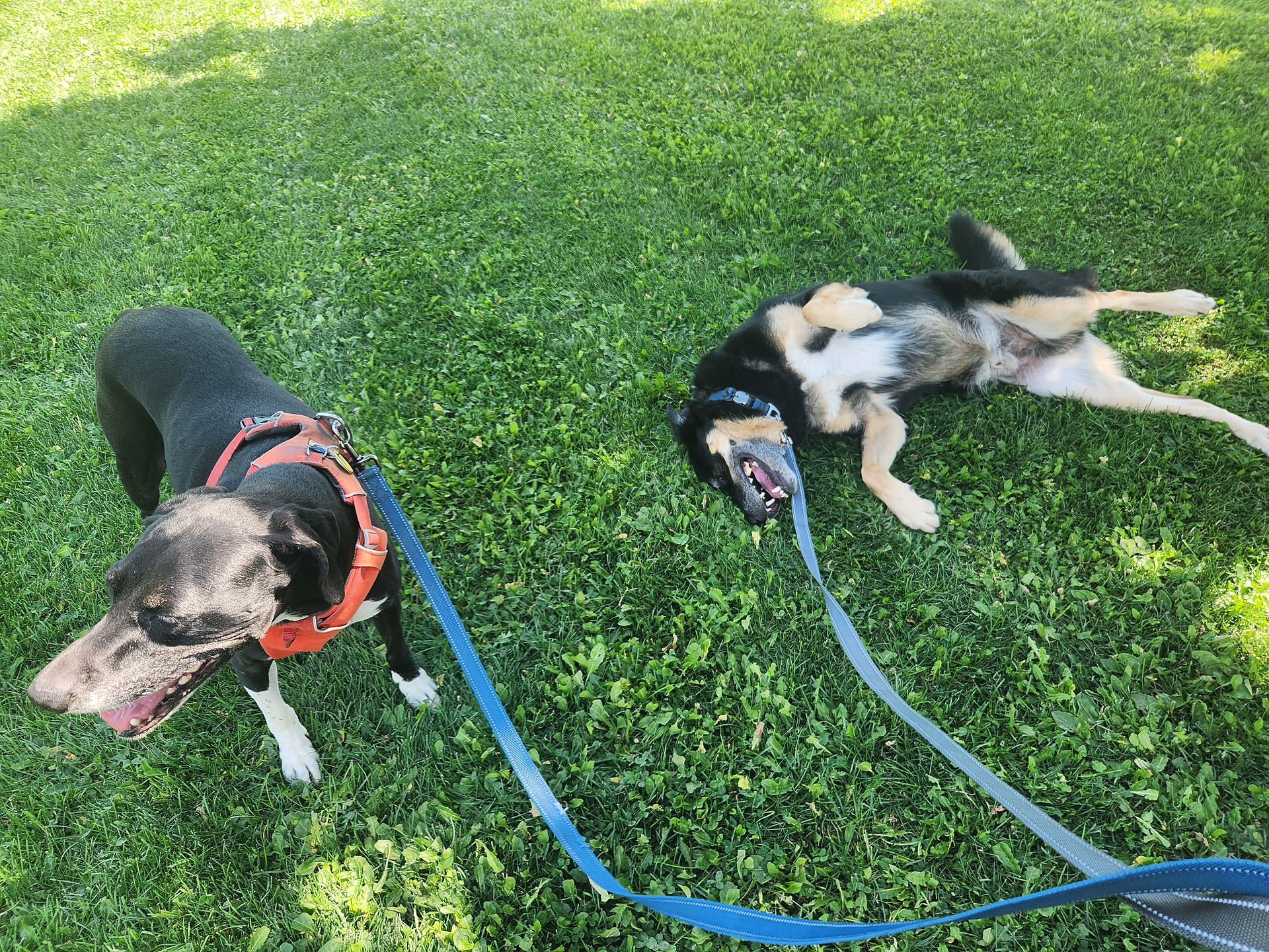Nelly, Bear