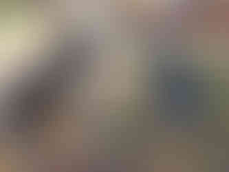 Racer, Bear, Lumi, Arlo, Dylan