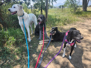 Wednesday Pack Activities (8/5/2026)