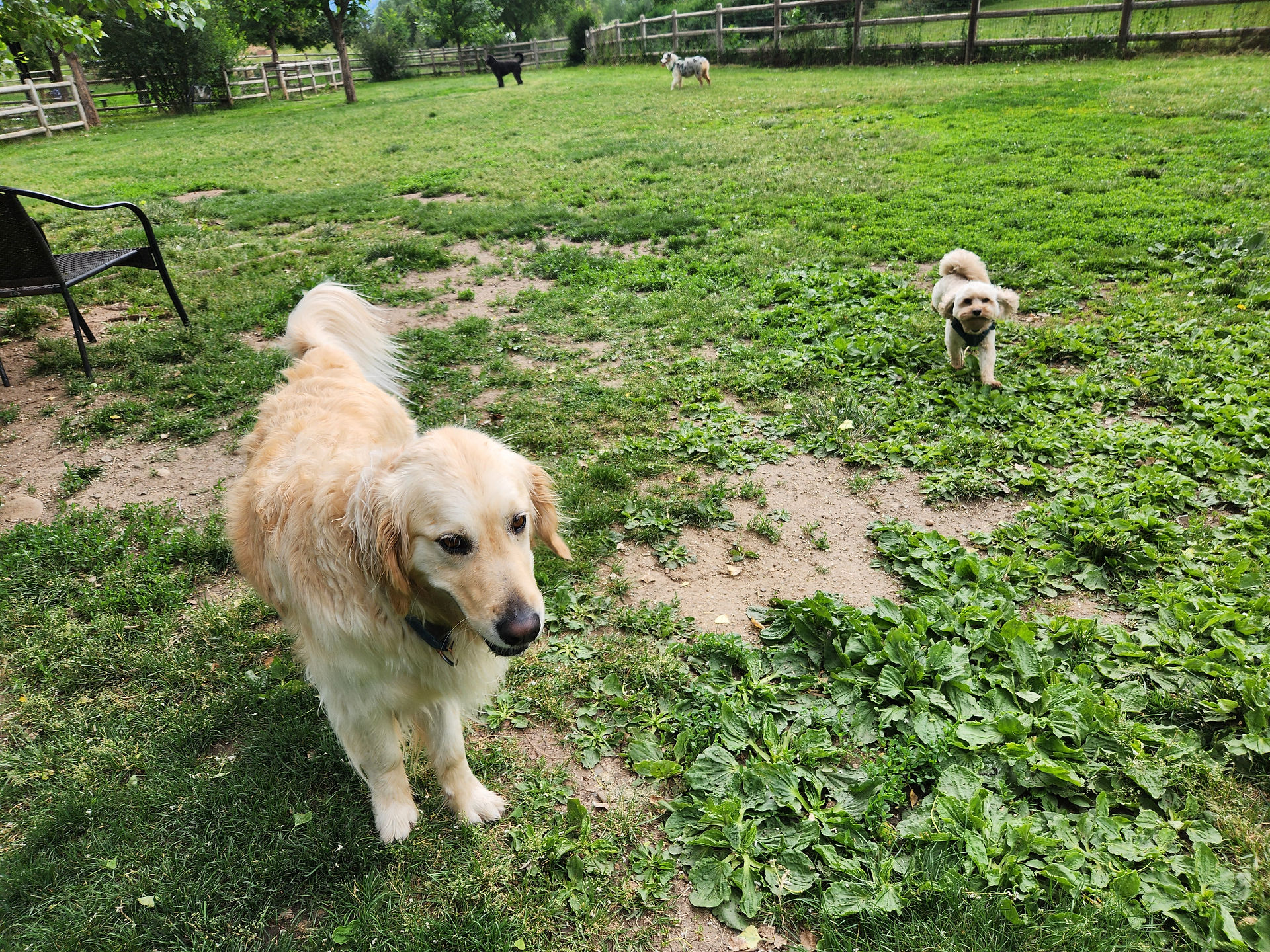 Lumi, Carl