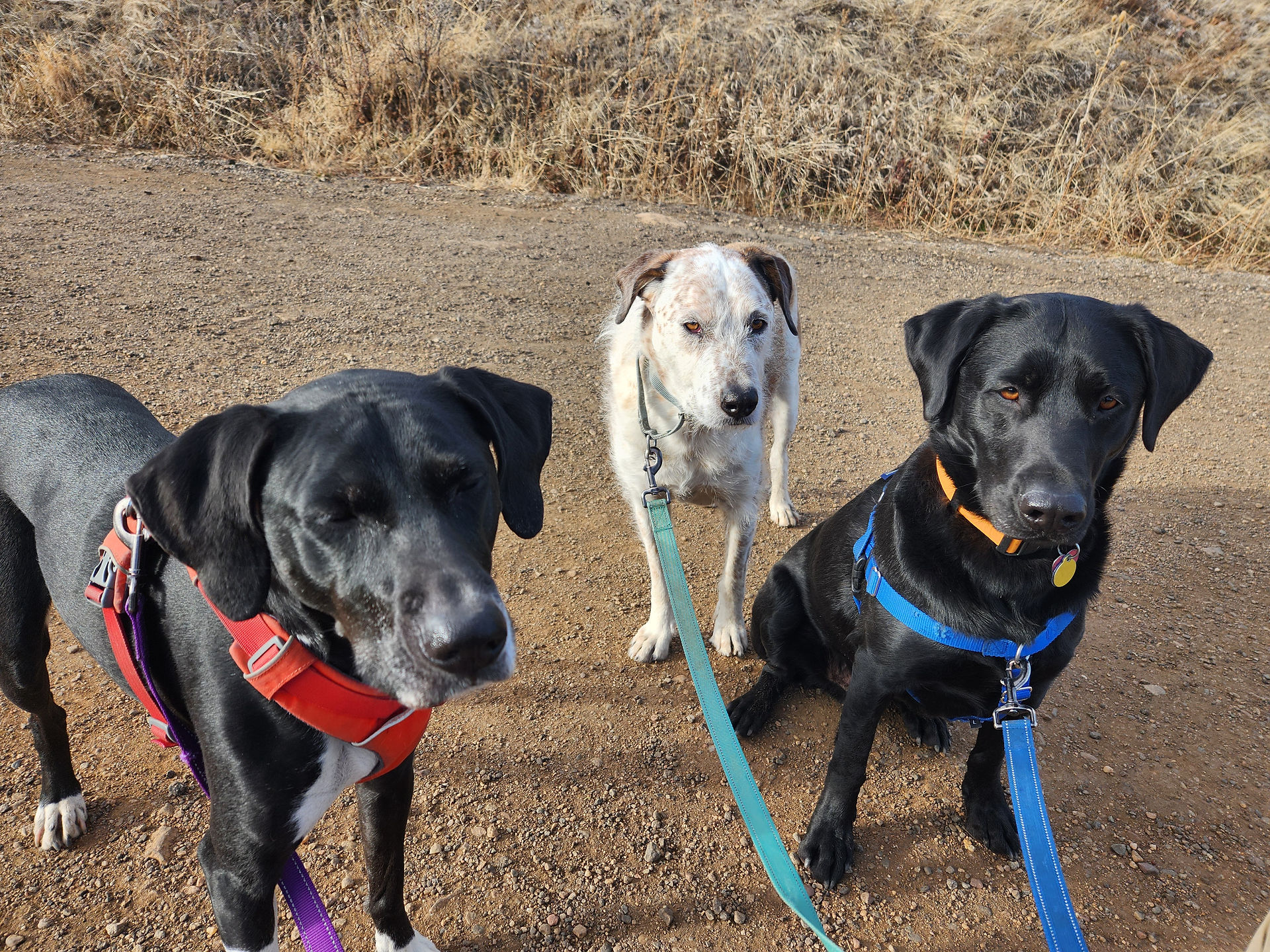 Nelly, Griff, Yoshi