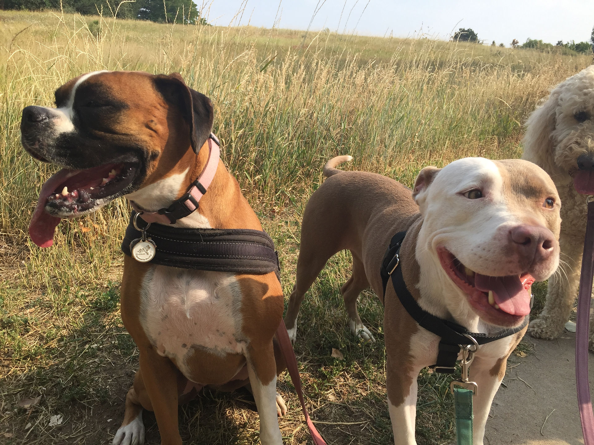 Curie, Lou, Zoey