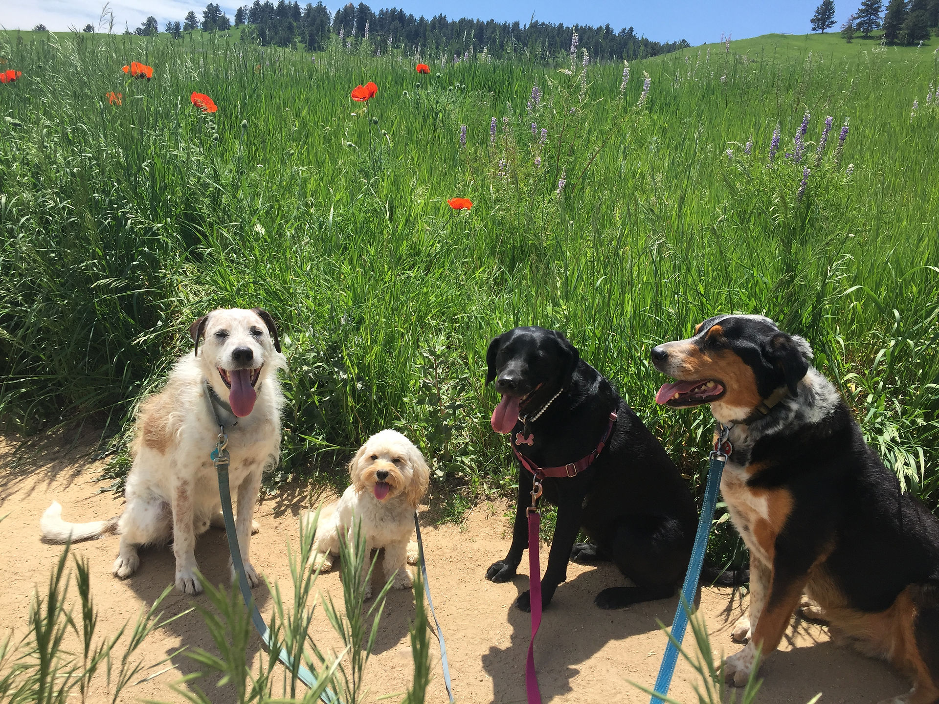 Griff, Carl, Racer, Sputnik