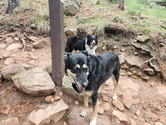 Bear, Ruffers