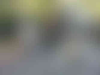 Taco, Buddy, Monkey, Archie, Alfie, Lumi