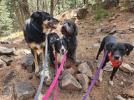 Bear, Ruffers, Tozai, Nelly