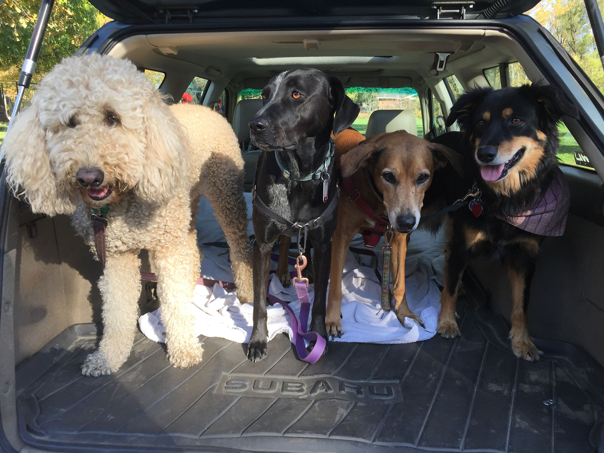 Zoey, Avo, Mamacita, Riley