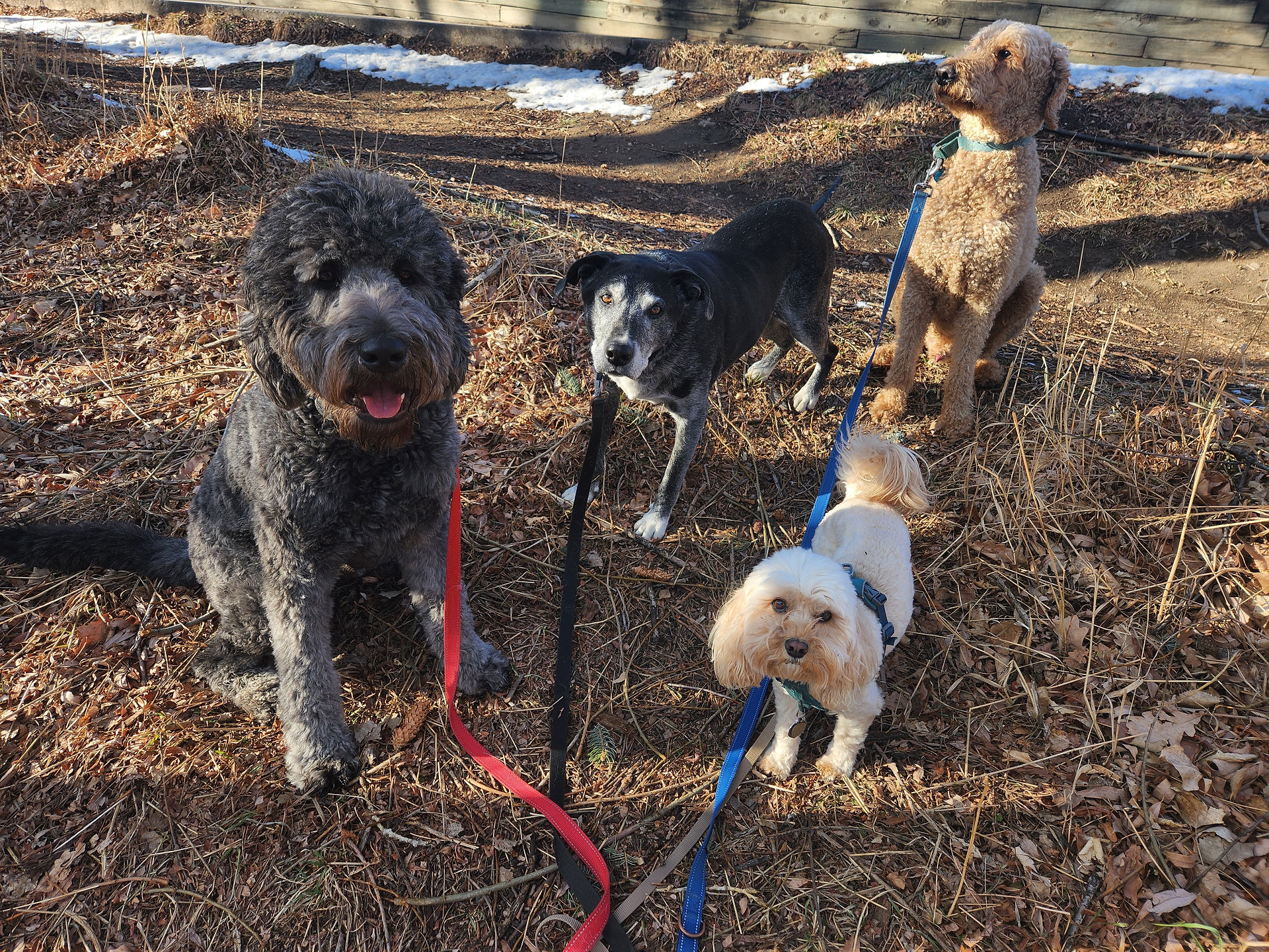 Tozai, Dylan, Carl, Milo