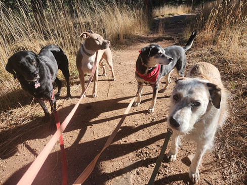 Racer, Rey, Arlo, Griff