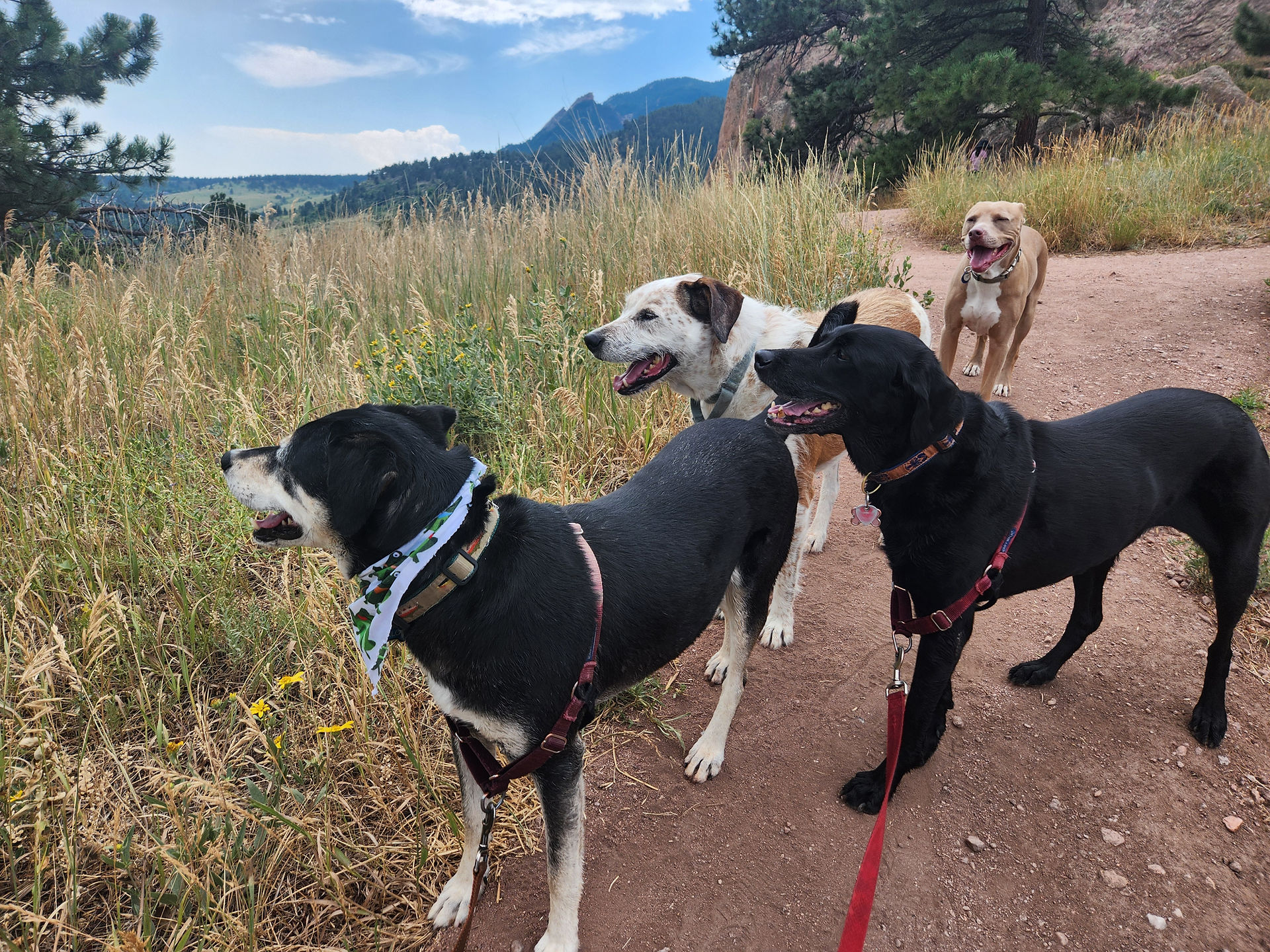 Arlo, Griff, Racer, Rey