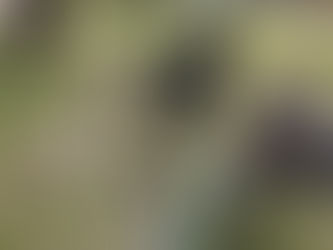 Thursday Pack Activities (4/9/2026)