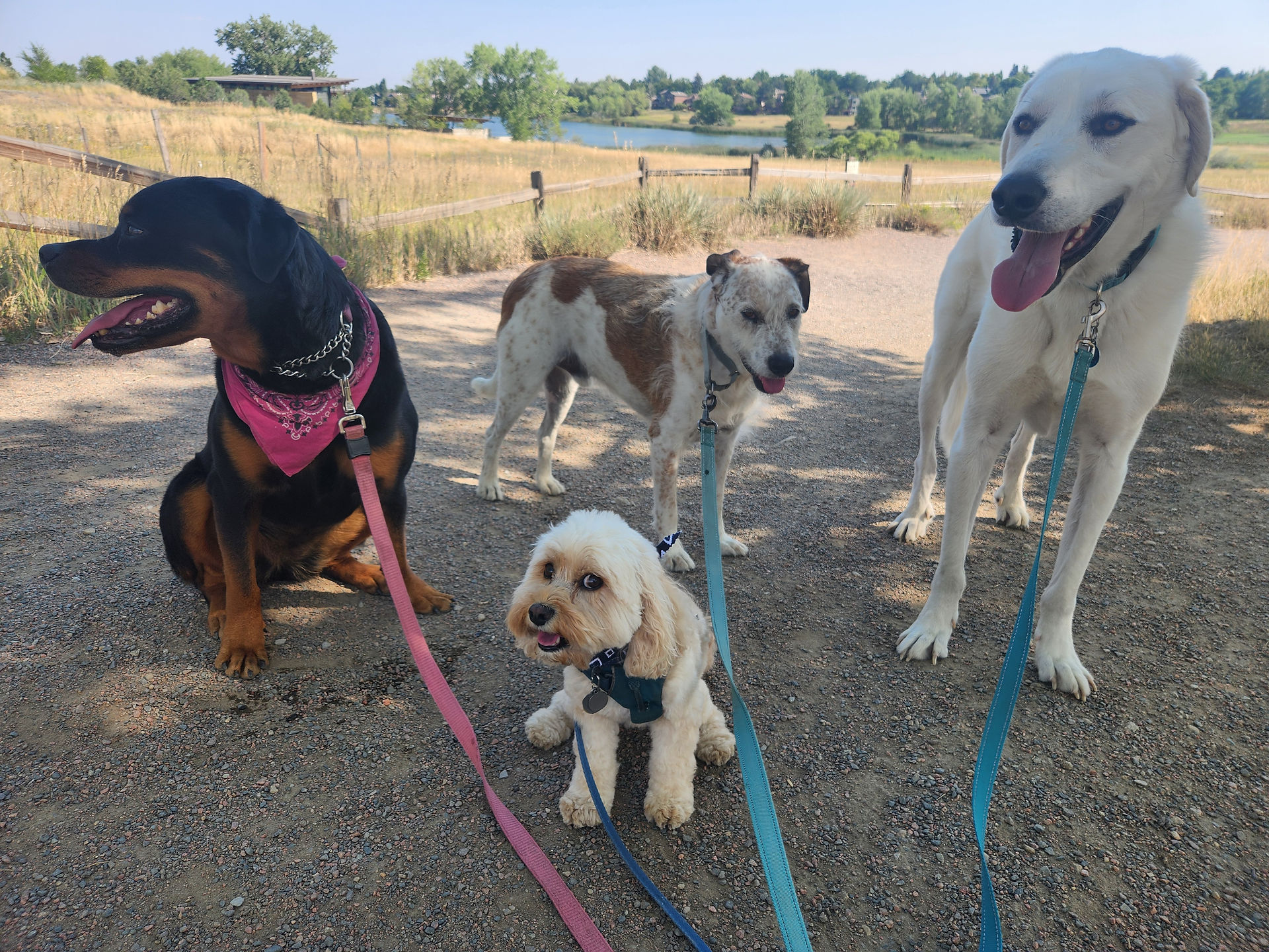 Sanni, Carl, Griff, Alfie