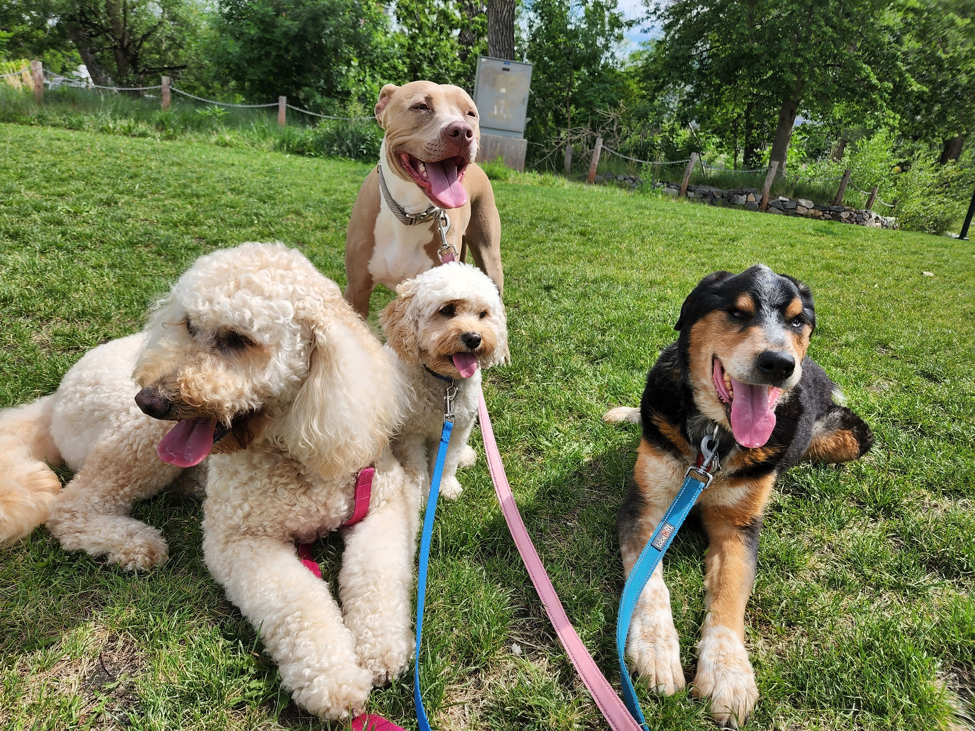 Zoey, Carl, Rey, Sputnik
