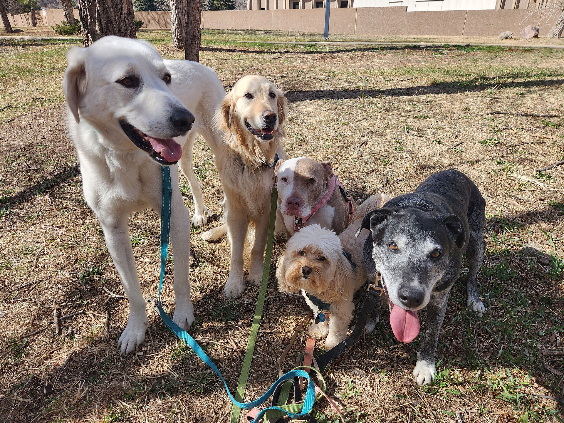 Alfie, Lumi, Lou, Carl, Dylan
