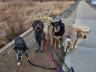Dylan, Tozai, Milo, Bear, Carl, Lumi