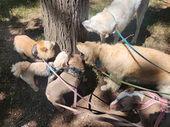Gidget, Carl, Blu, Lumi, Alfie, Lou