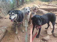 Arlo, Griff, Rey, Racer