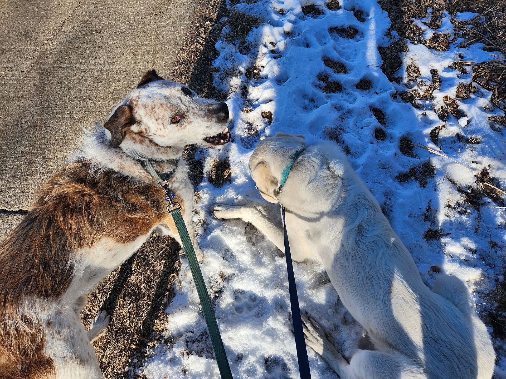 Griff, Alfie