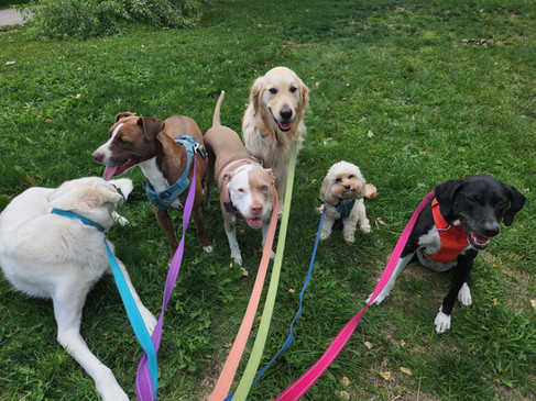 Alfie, Lucy, Lou, Lumi, Carl, Nelly