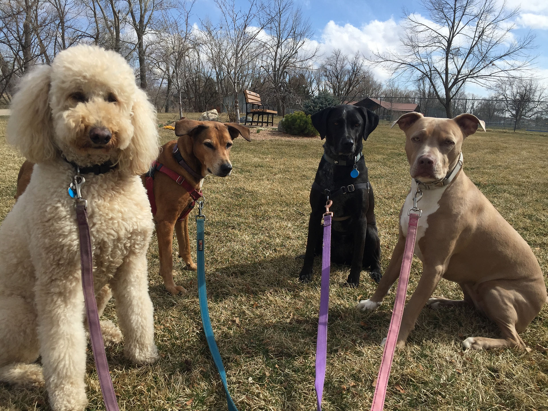 Zoey, Mamacita, Avo, Rey
