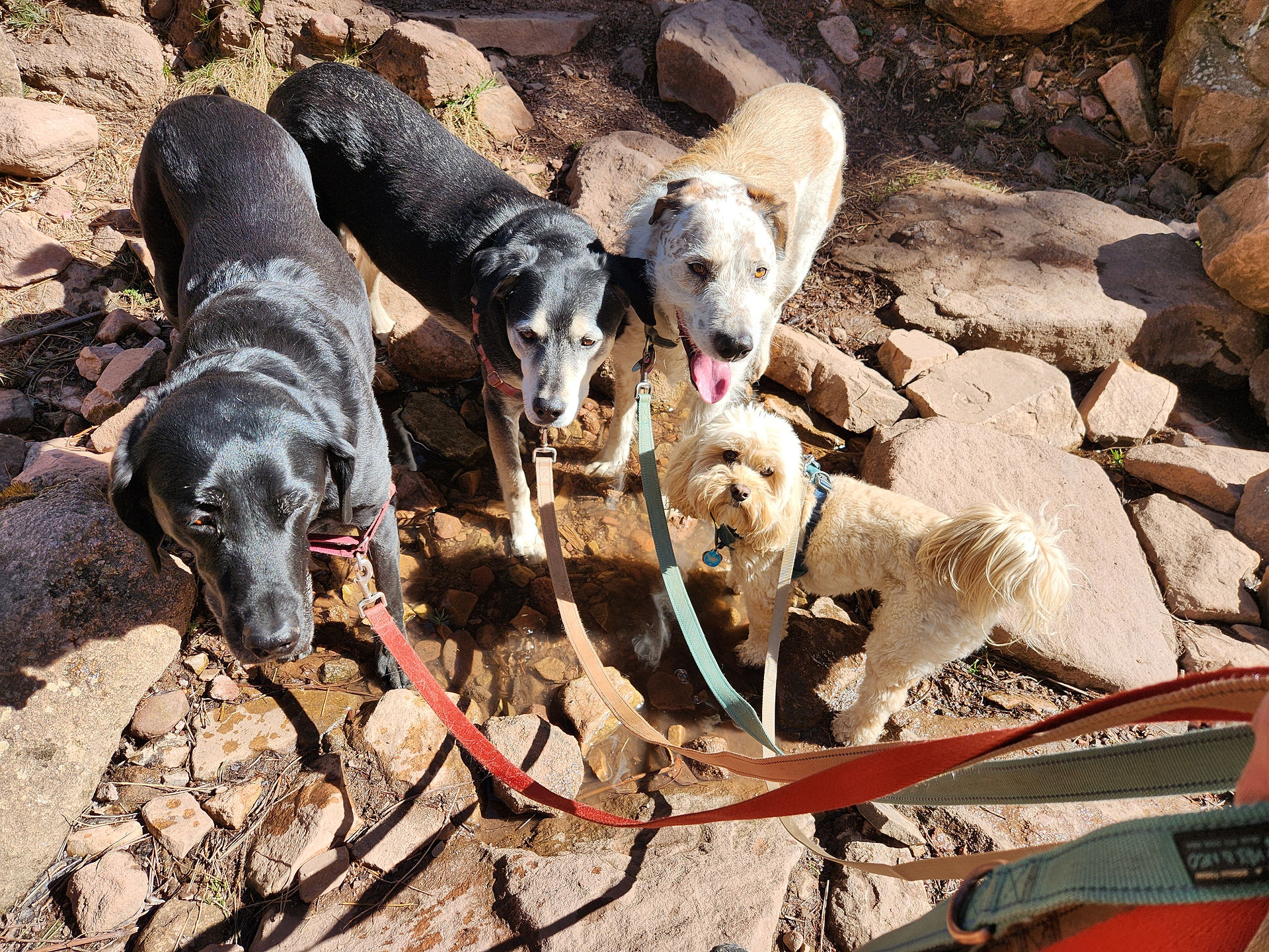 Racer, Arlo, Griff, Carl