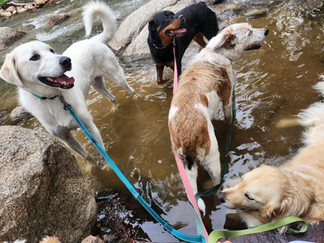 Alfie, Sanni, Griff, Lumi