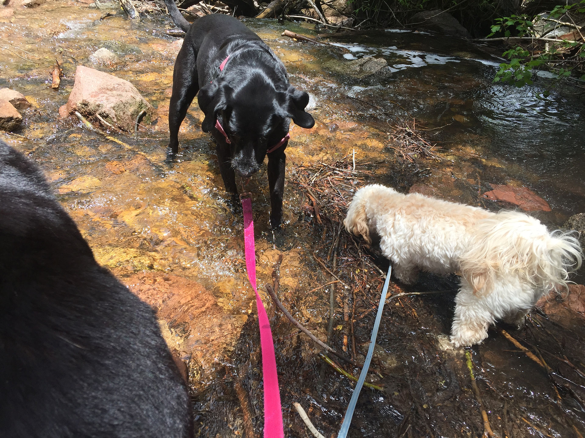 Sputnik, Racer, Carl