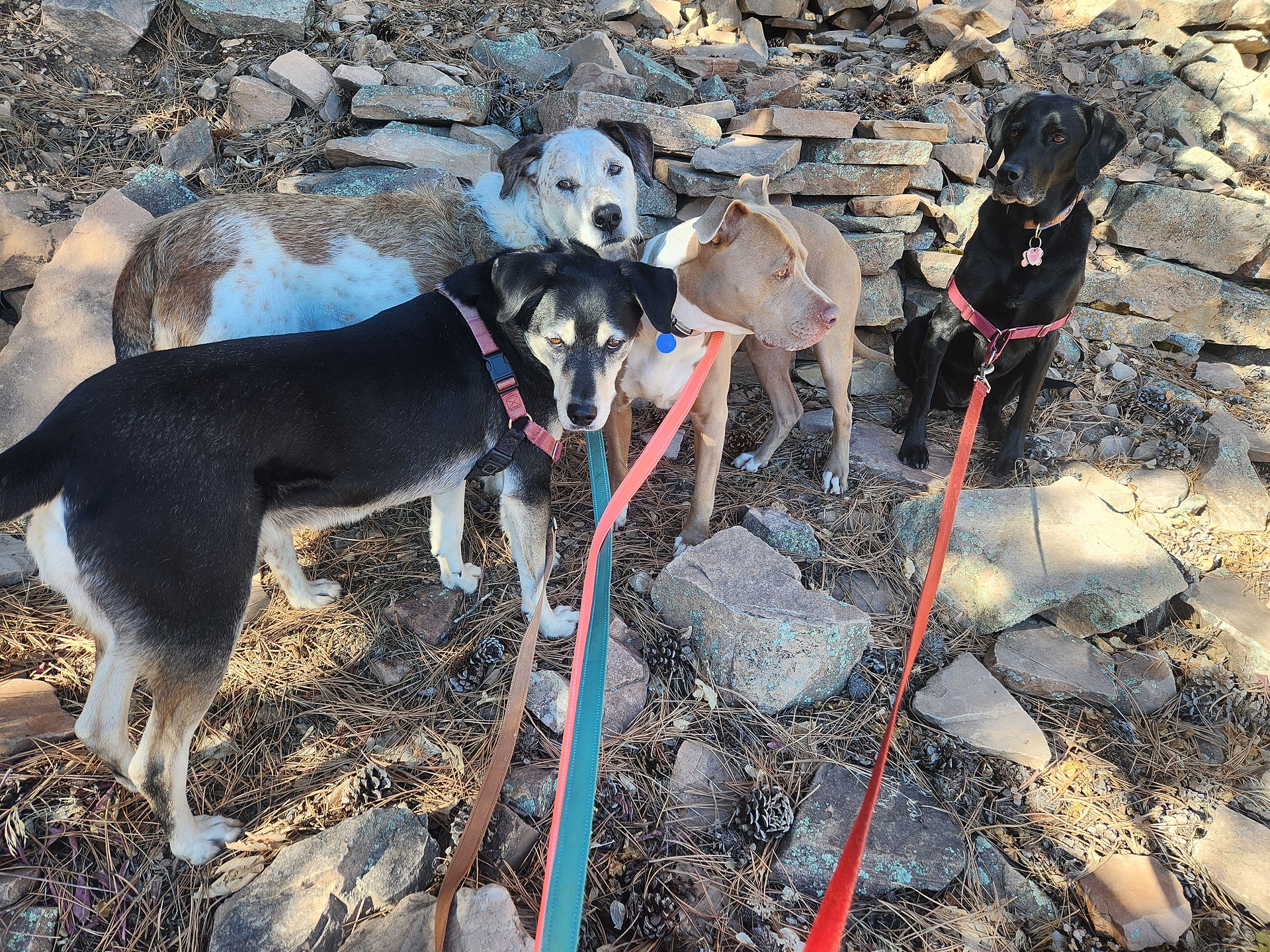 Arlo, Griff, Rey, Racer