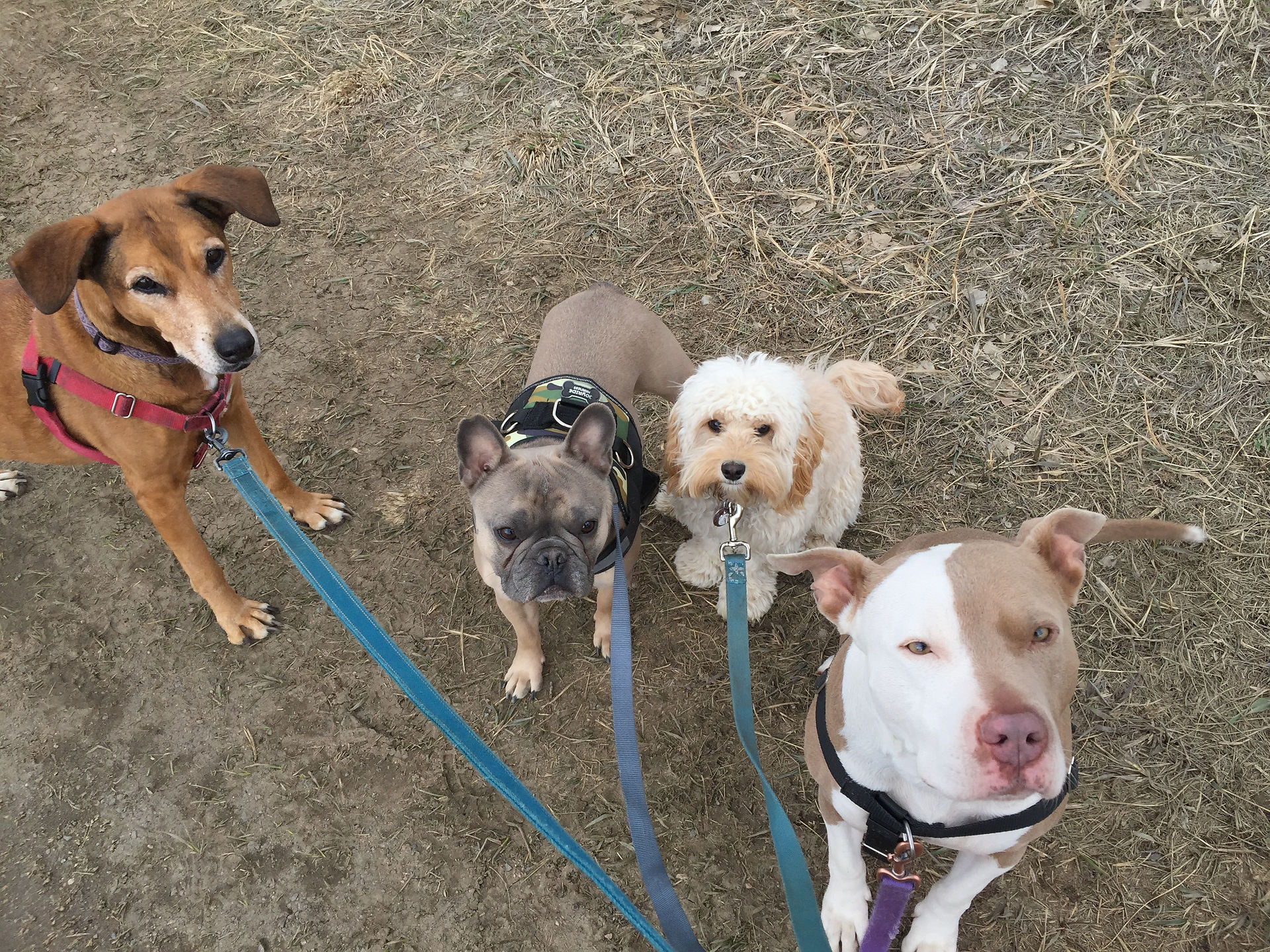 Mamacita, Blu, Carl, Lou