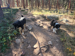 Dylan, Carl, Alfie, Lumi, Griff