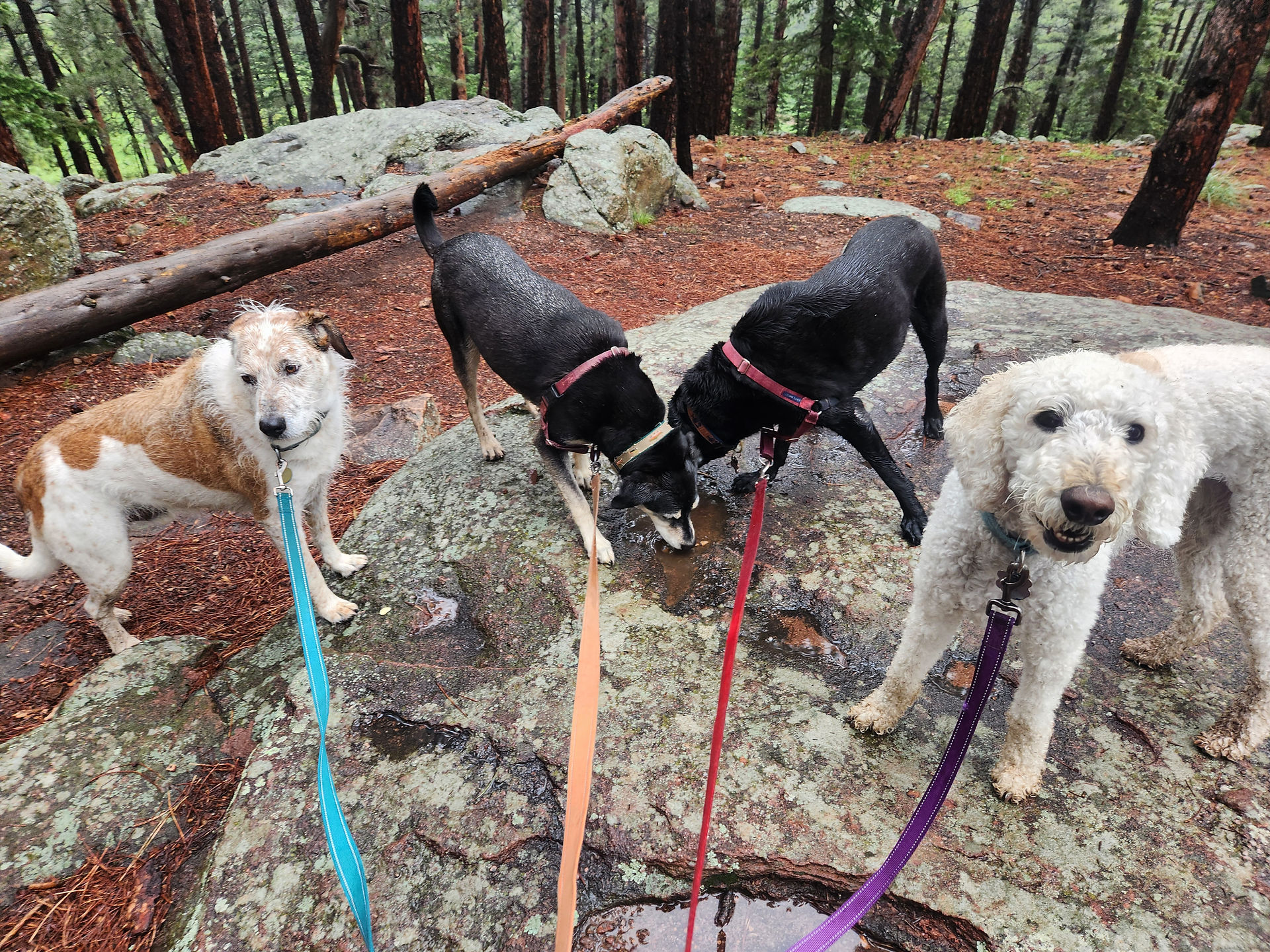 Griff, Arlo, Racer, Imogene