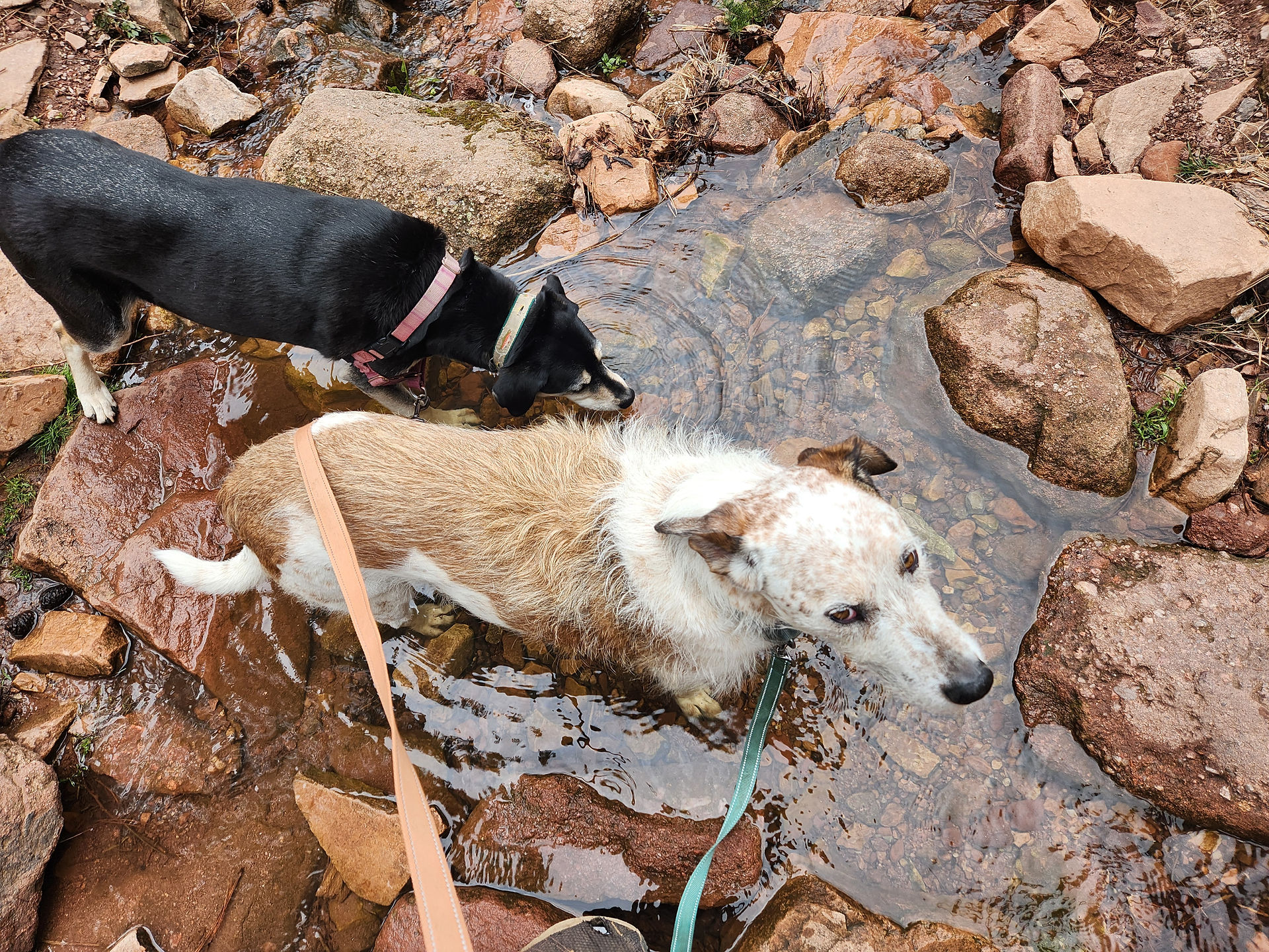 Arlo, Griff